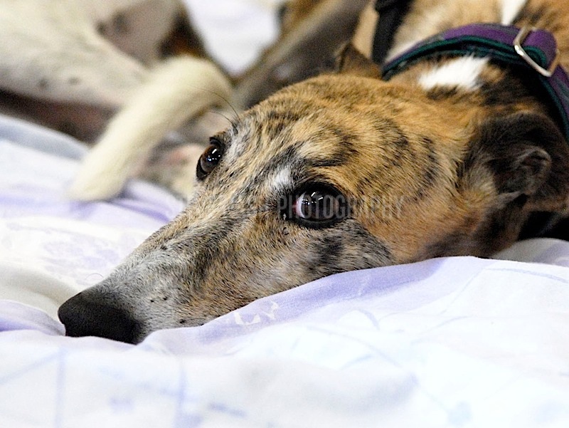 FAQ / WELFARE & HOMING